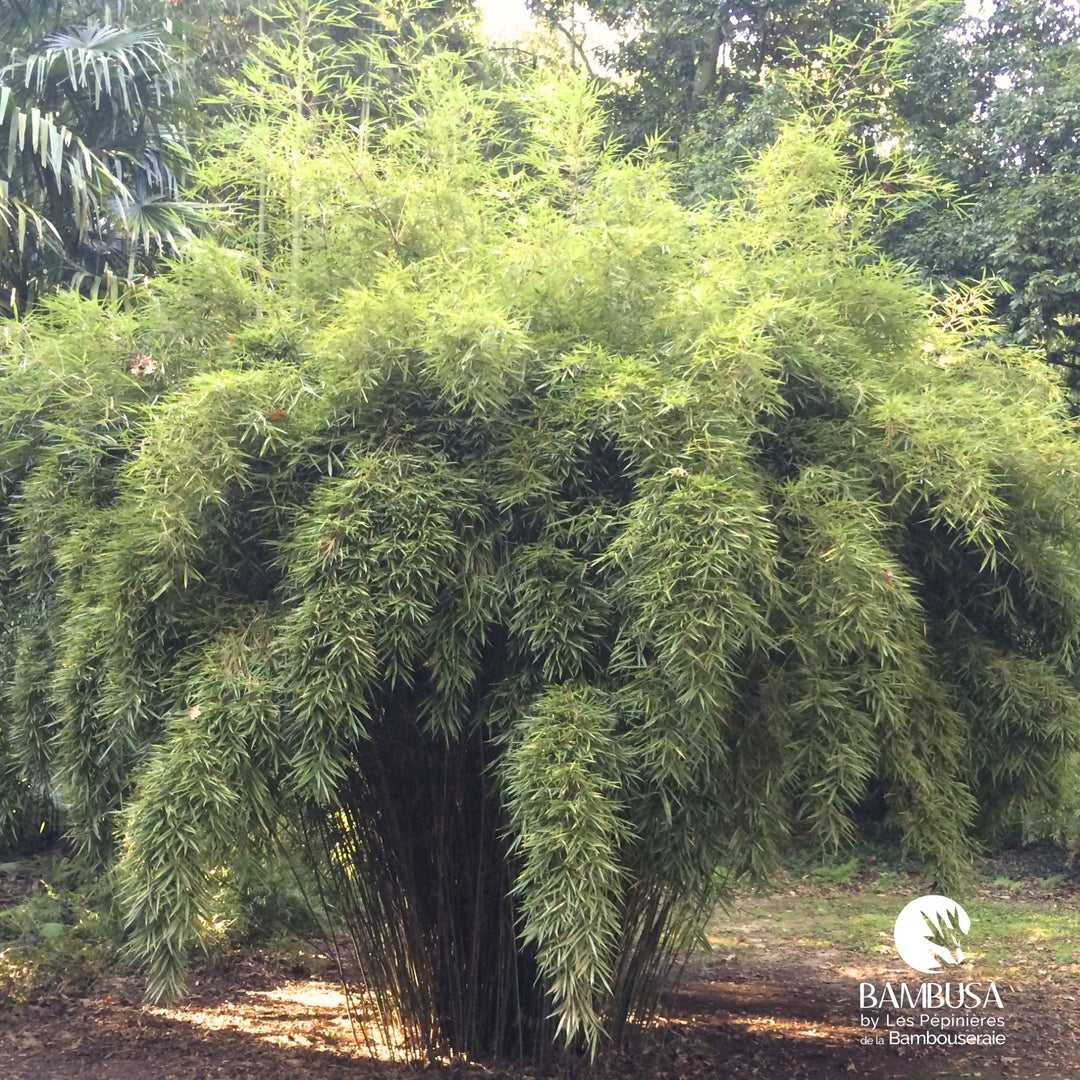 Fargesia robusta — hauteur adulte : 2,5 à 5 m