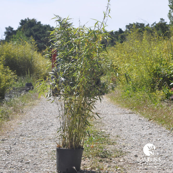 Fargesia robusta — tous types de sol