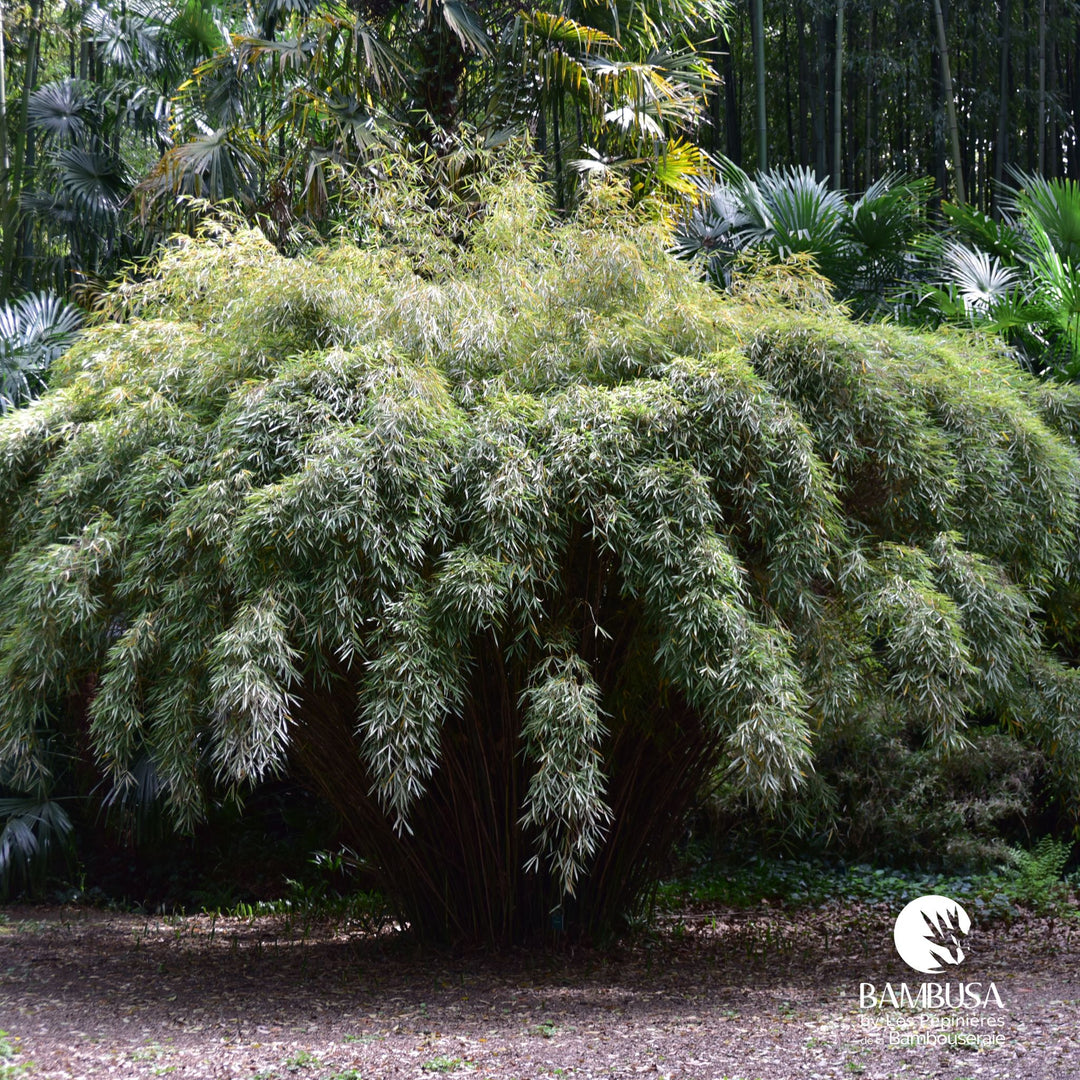 Fargesia robusta — exposition soleil ou mi-ombre
