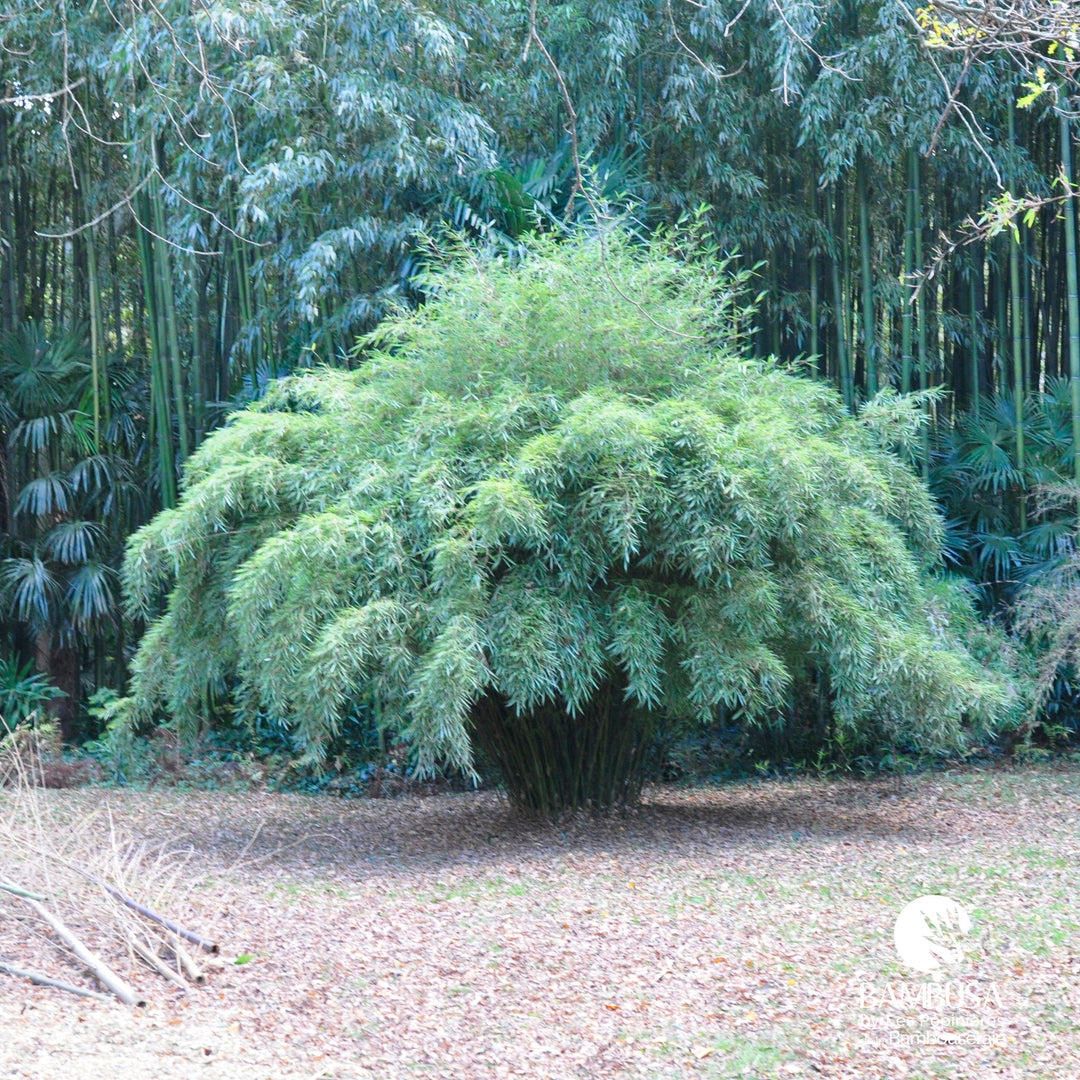 Fargesia robusta — rustique jusqu&