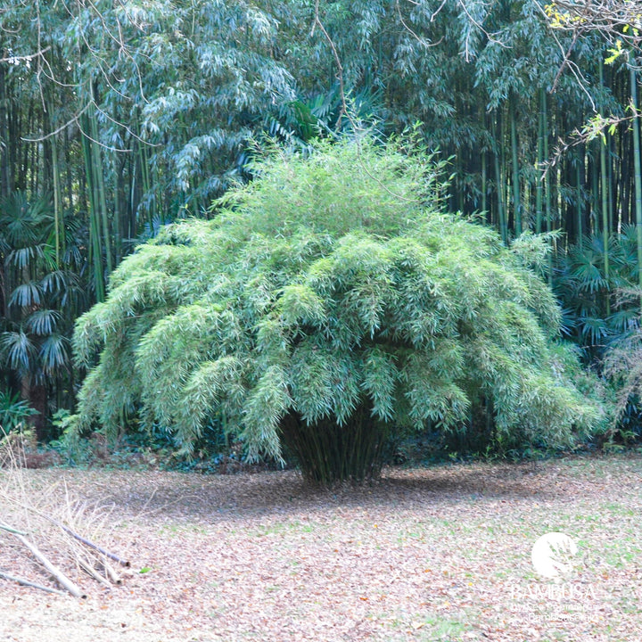 Fargesia robusta — rustique jusqu&