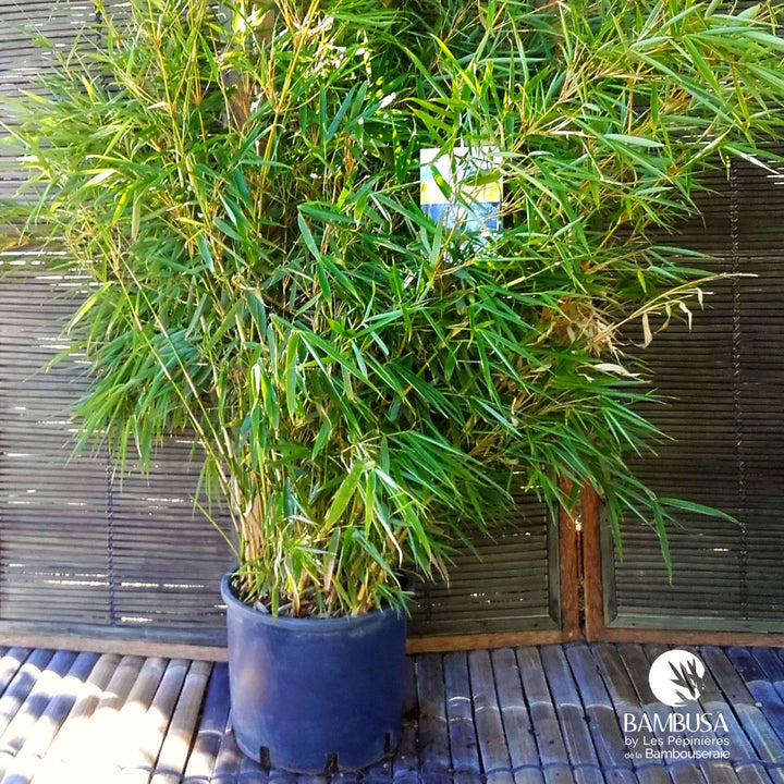Fargesia robusta en pot, livré prêt à planter