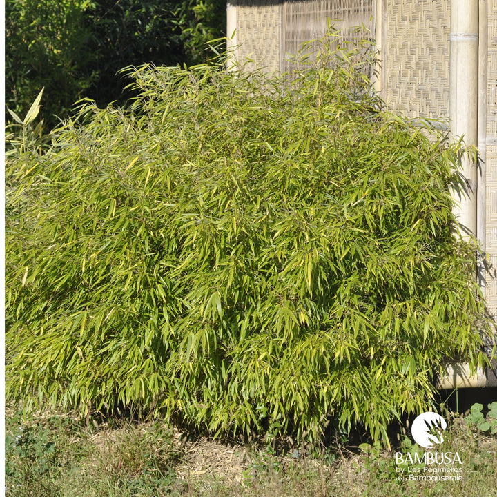 Fargesia rufa pour haie