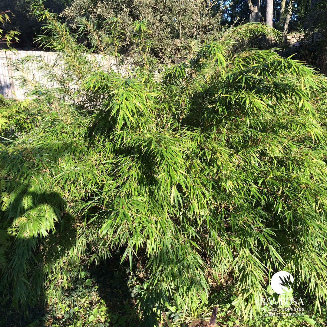 Fargesia rufa — bambou cespiteux, non traçant