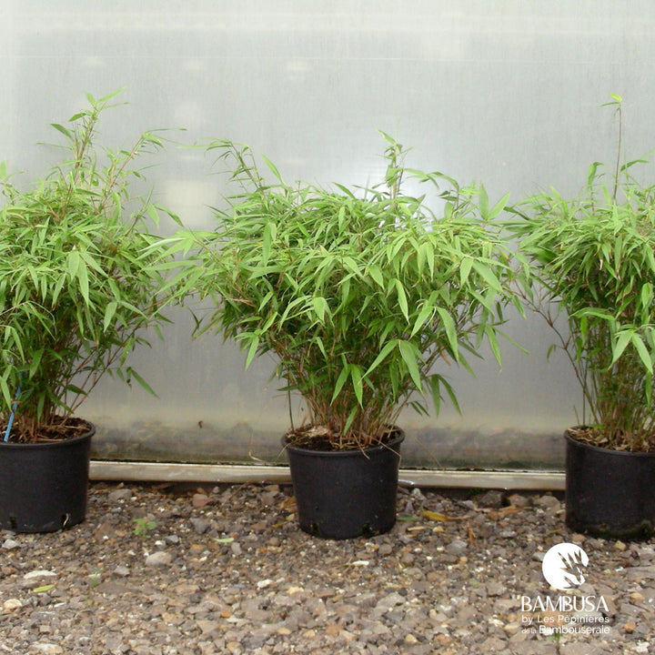 Fargesia rufa aux chaumes verts — photo 14