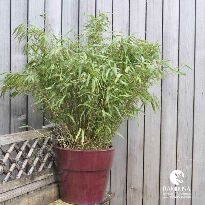 Fargesia rufa en pot, livré prêt à planter