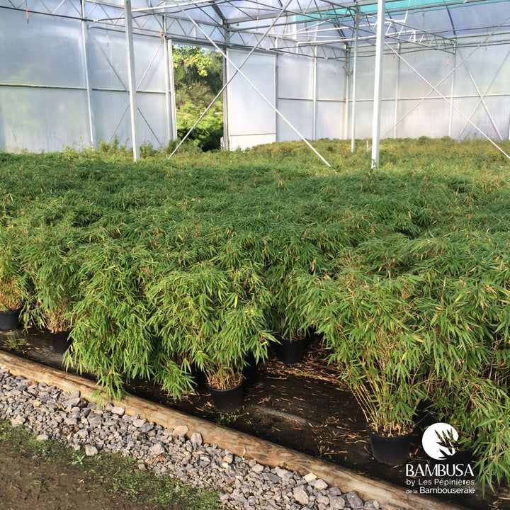 Fargesia rufa aux chaumes verts