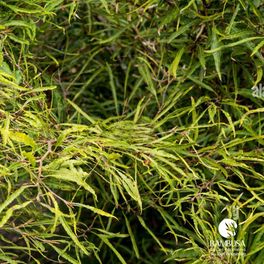 Fagus sylvatica 'Mercedes' — hauteur adulte : 1 à 2,5 m