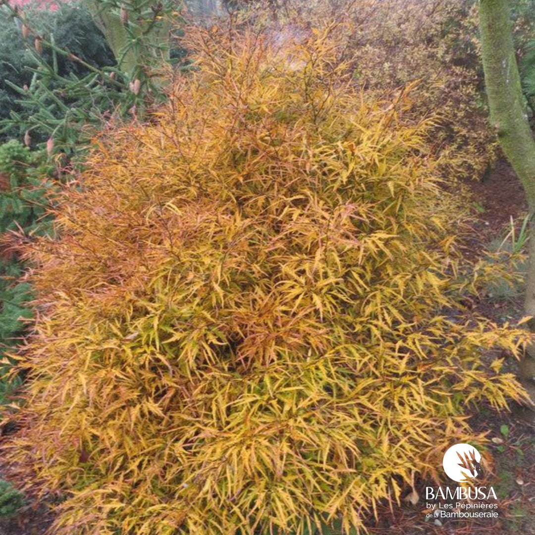 Fagus sylvatica 'Mercedes' | Hêtre nain 'Mercedes'