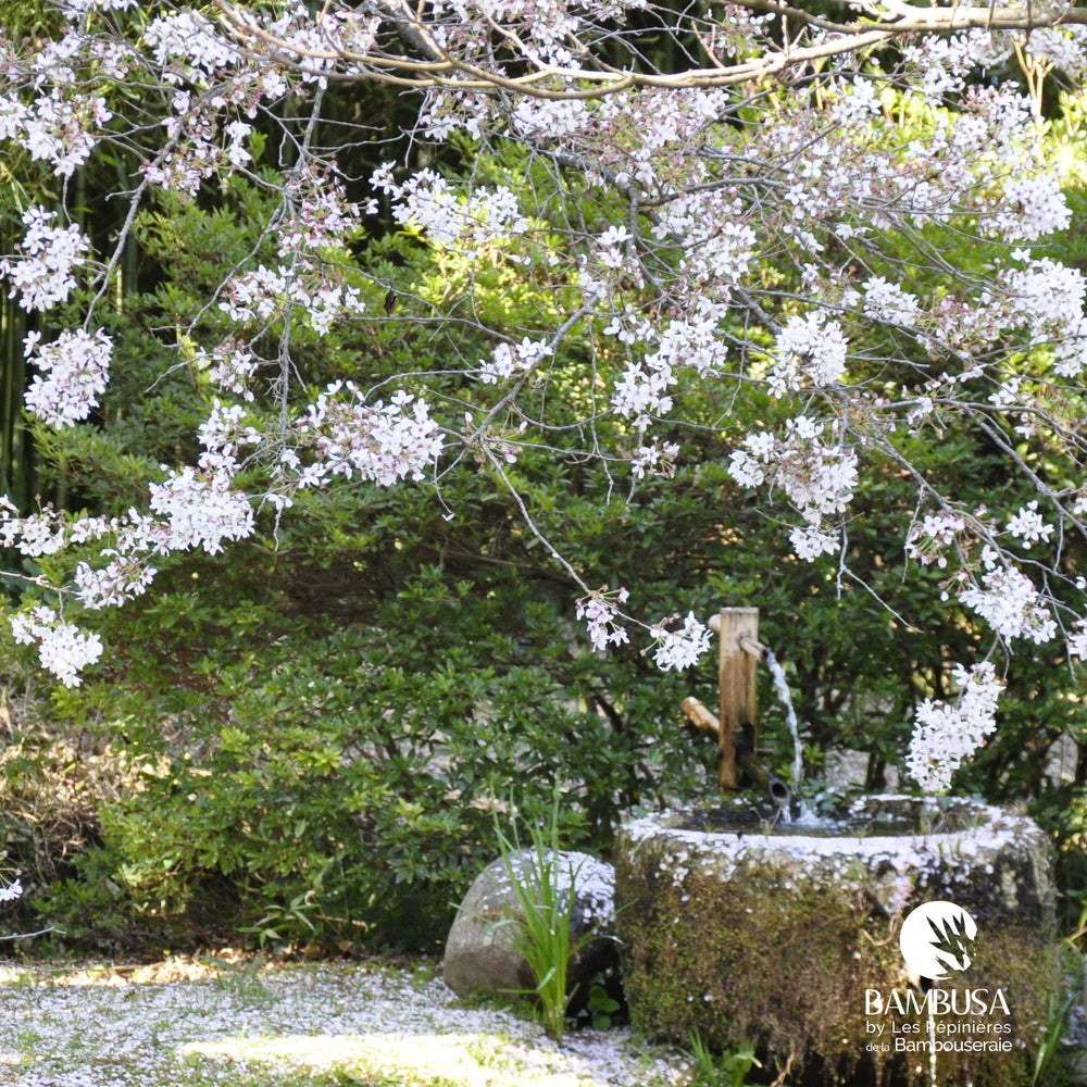 Fontaine japonaise à bascule — photo 2