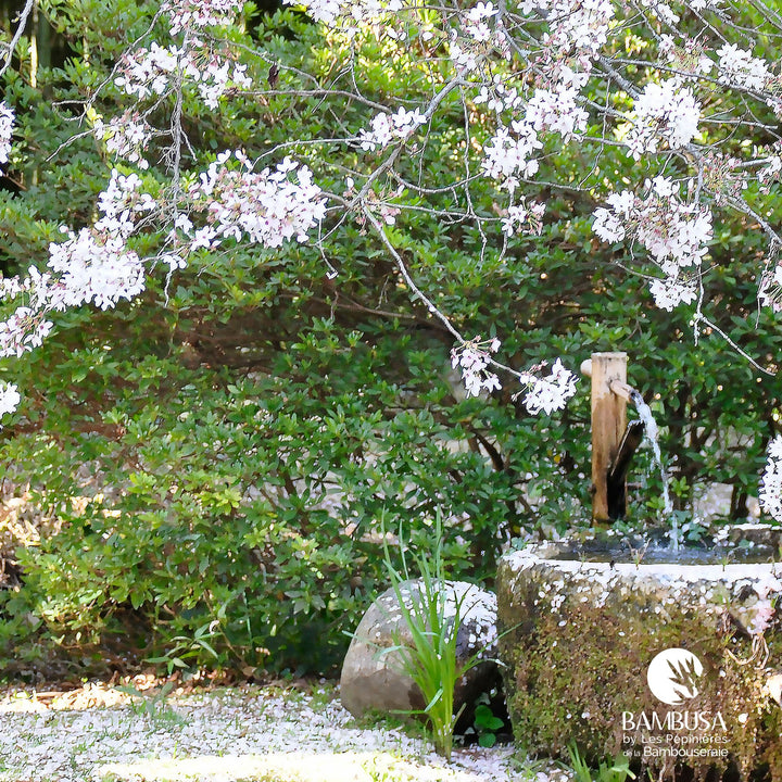 Fontaine Shishi Odoshi 75 cm – Bambou clair — fontaine de jardin — photo 8