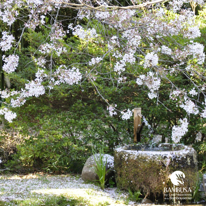 Fontaine Shishi Odoshi 75 cm – Bambou clair — décoration de jardin — photo 9
