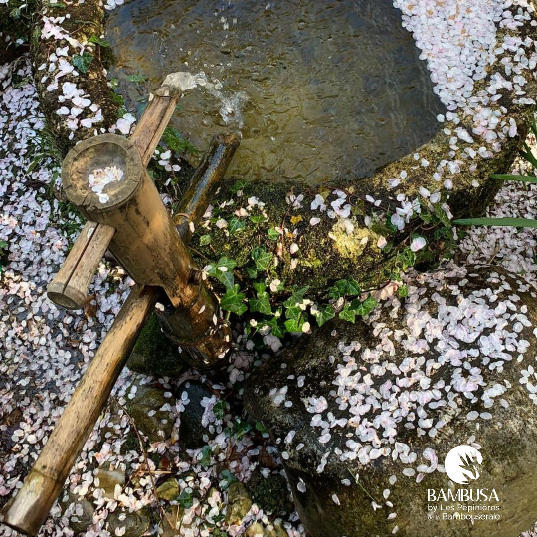 Fontaine Shishi Odoshi 75 cm – Bambou clair — Bambusa, spécialiste du bambou