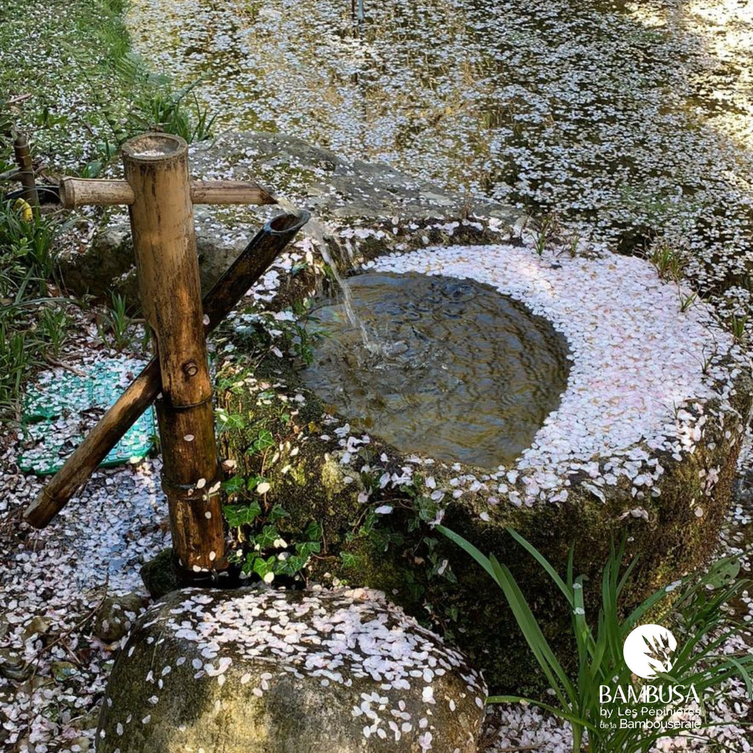 Fontaine Shishi Odoshi 75 cm – Bambou clair — photo 6