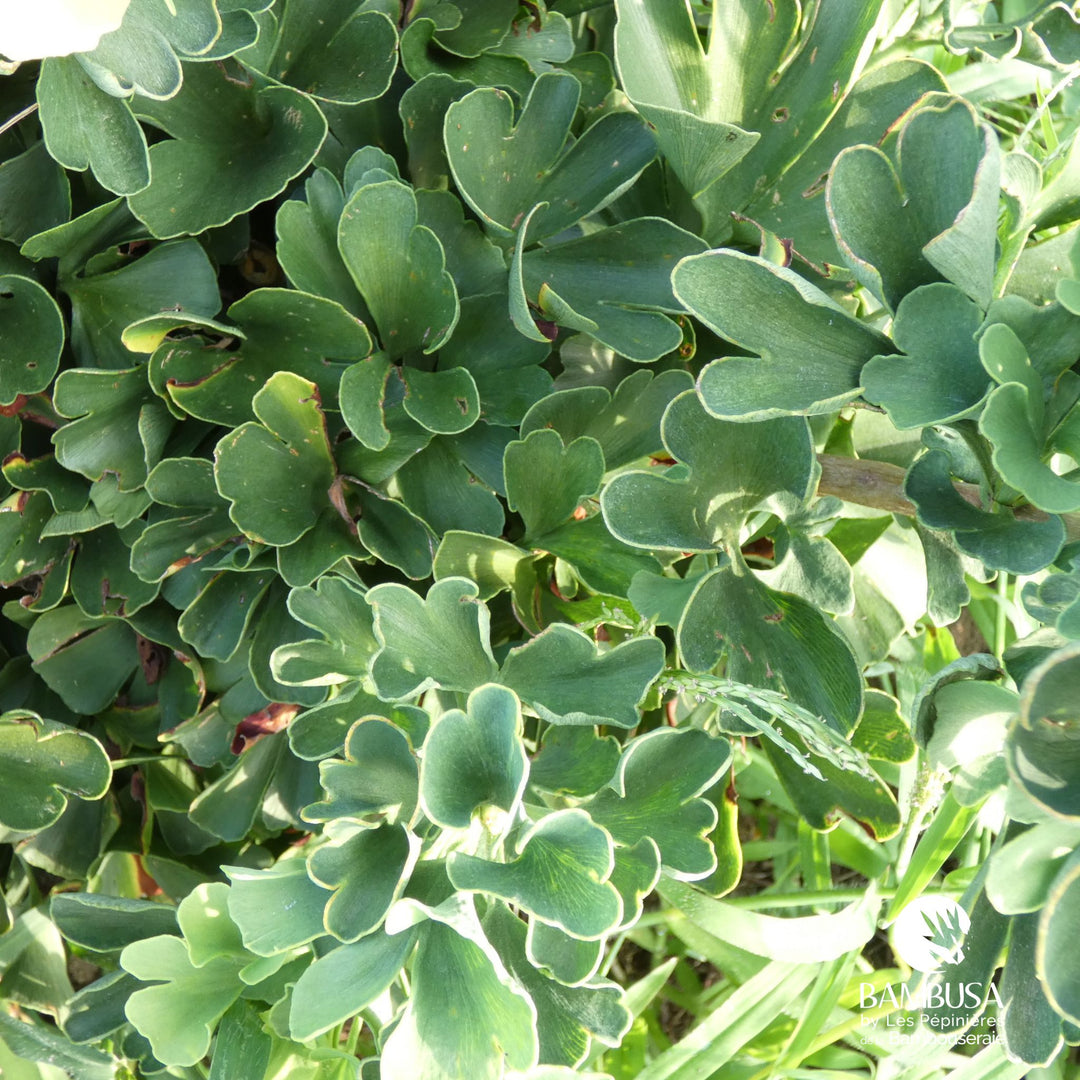 Ginkgo nain — tous types de sol