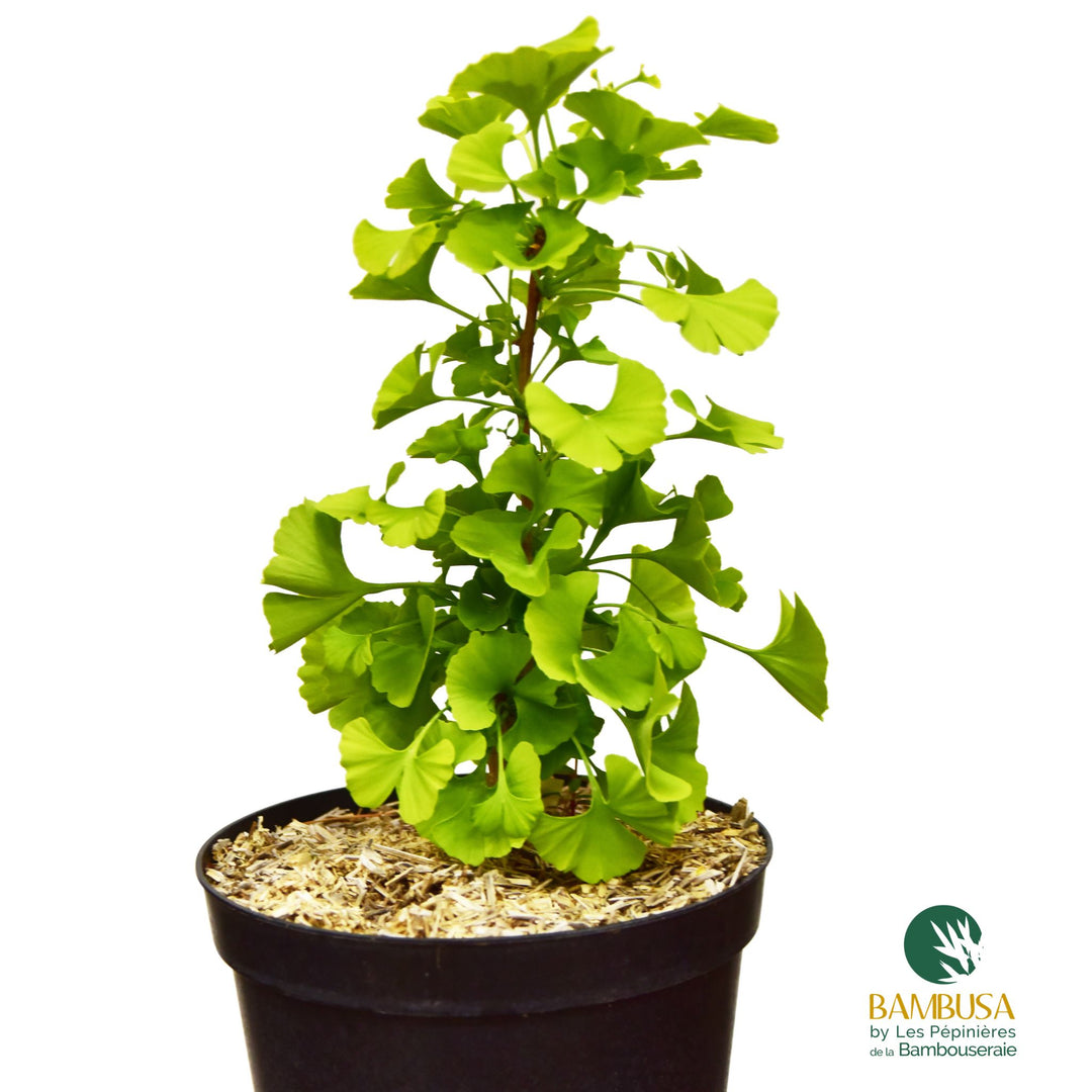 Ginkgo biloba &
