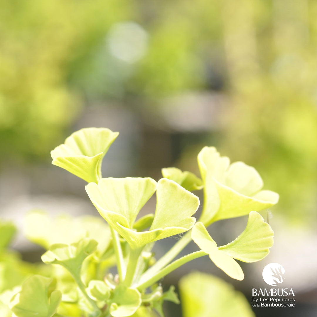 Ginkgo biloba &
