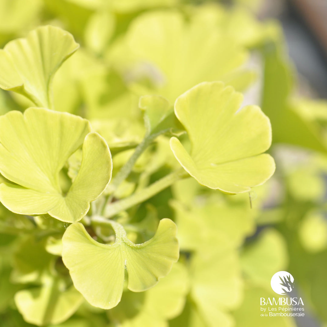 Ginkgo biloba &