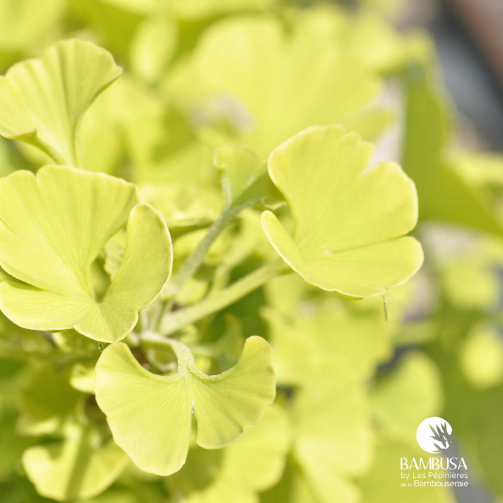 Ginkgo biloba &