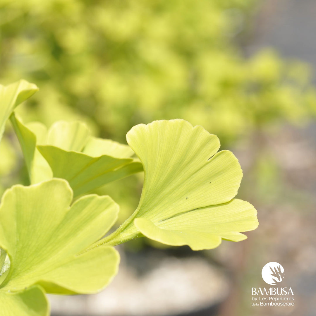 Ginkgo biloba &