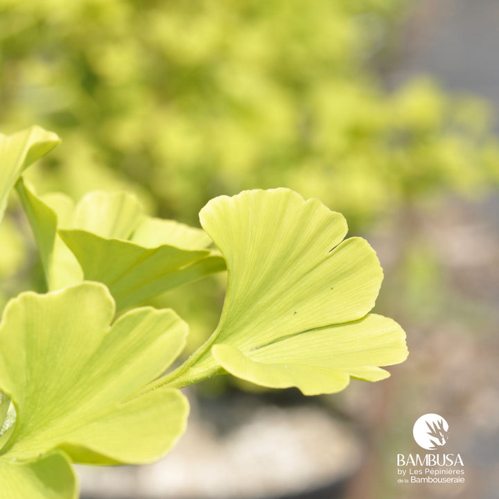Ginkgo biloba &
