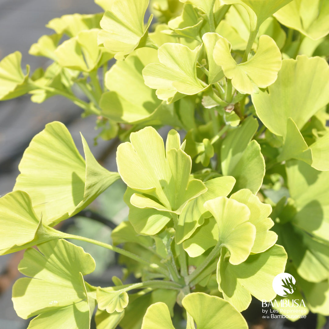 Ginkgo nain — exposition soleil — photo 10