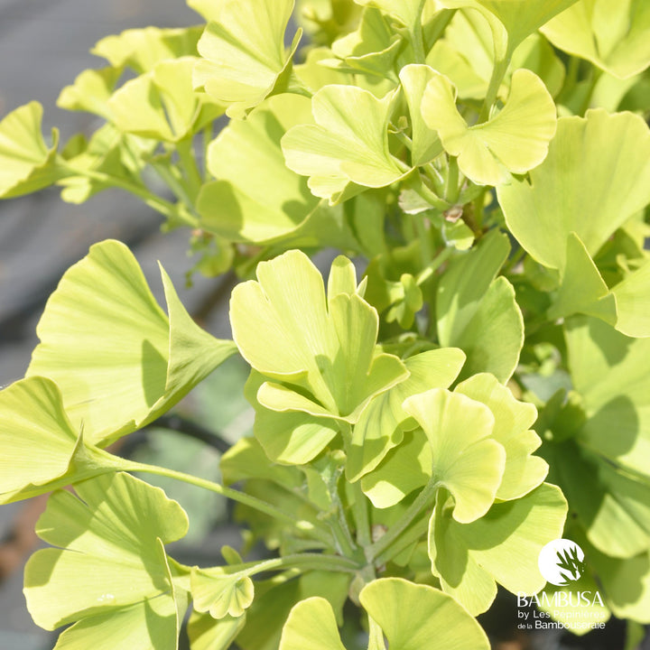 Ginkgo nain — exposition soleil — photo 10