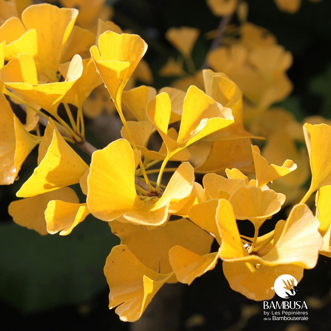 Ginkgo biloba 'Mariken' | Ginkgo nain