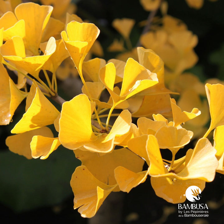 Ginkgo biloba &