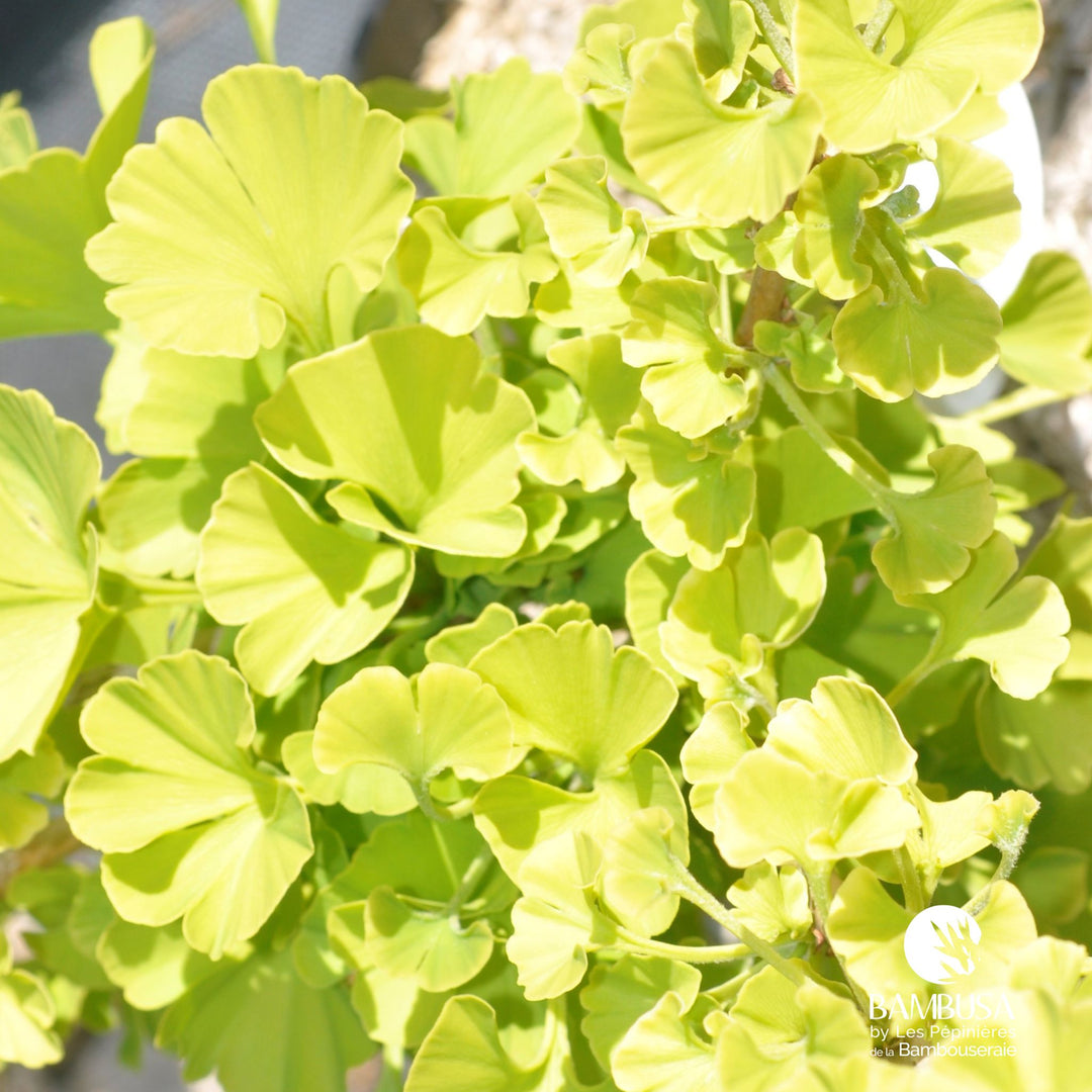 Ginkgo nain en pot, livré prêt à planter