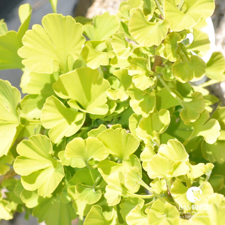 Ginkgo nain en pot, livré prêt à planter