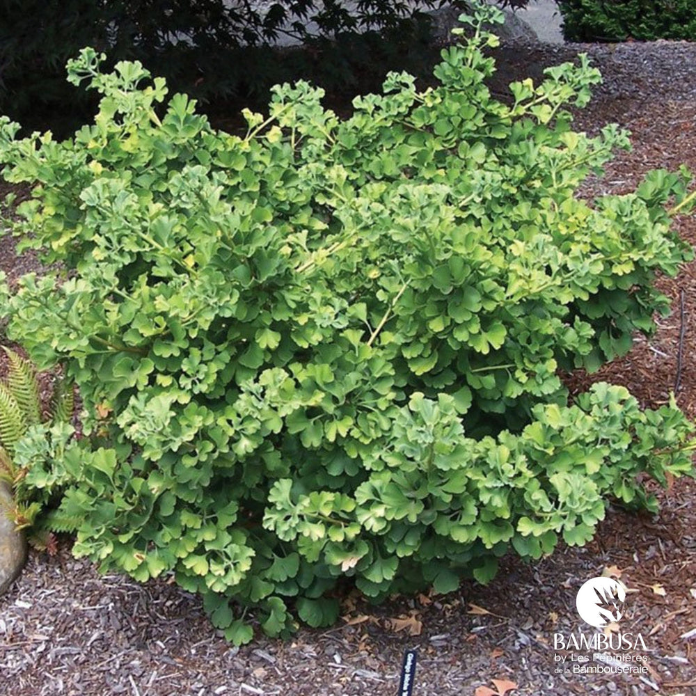 Ginkgo biloba 'Mariken' — hauteur adulte : 1 à 2,5 m