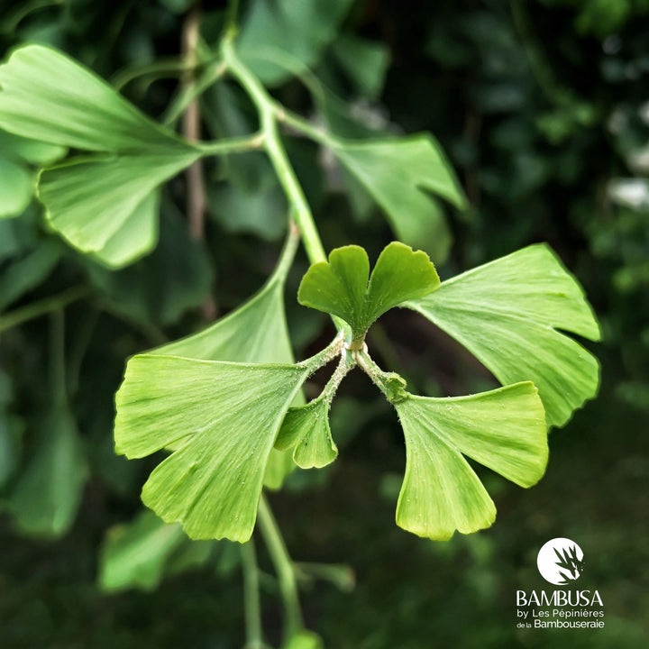 Ginkgo nain — exposition soleil