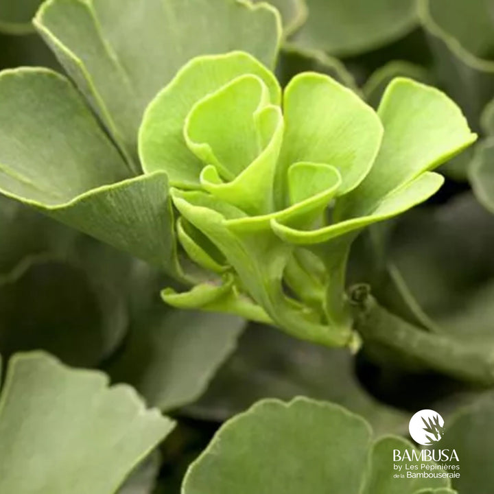 Ginkgo biloba &