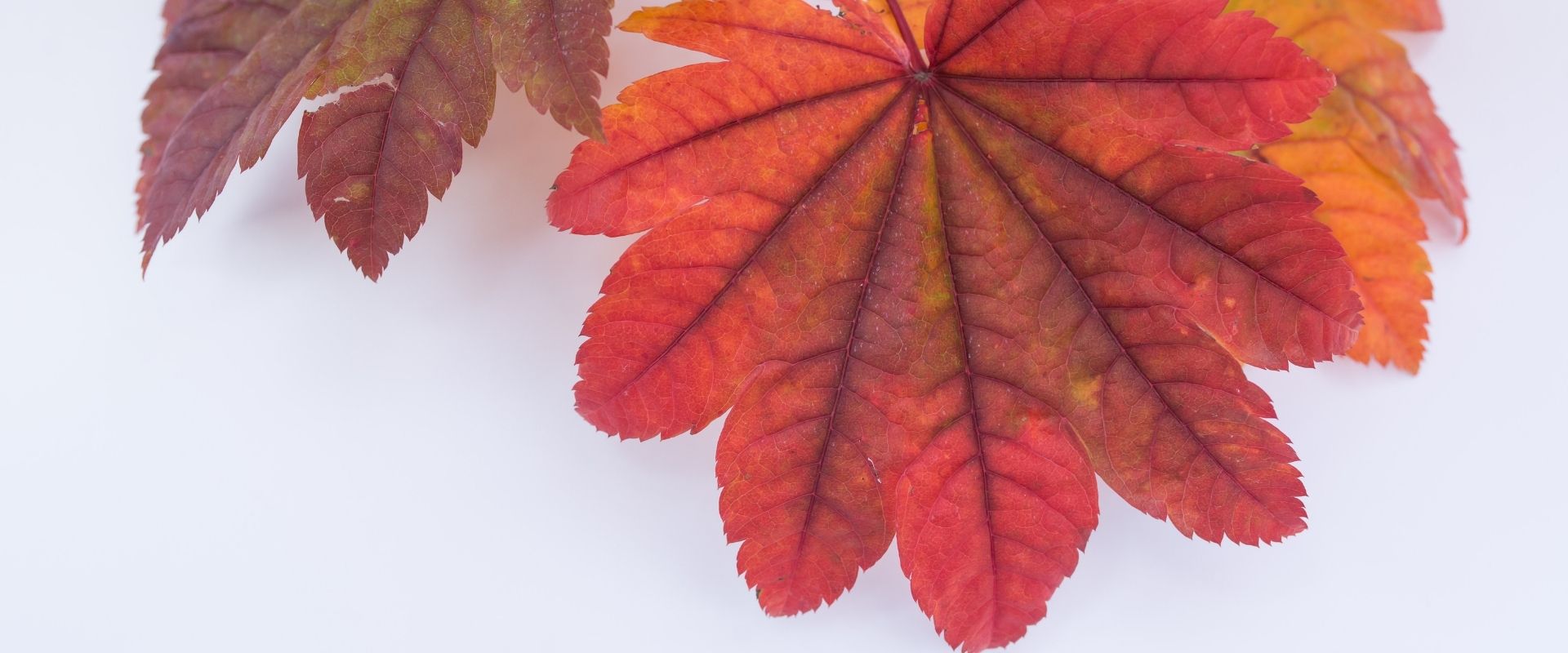 Bannière Bons Plans : feuille d'érable du Japon rouge en gros plan