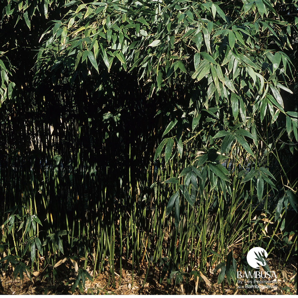 Hibanobambusa tranquillans aux chaumes verts