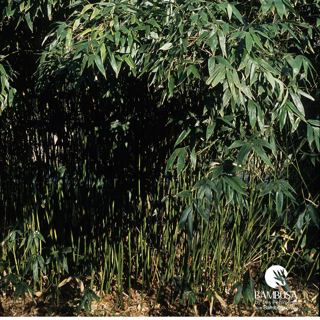 Hibanobambusa tranquillans aux chaumes verts
