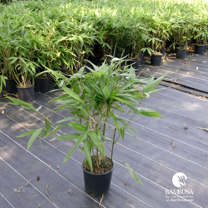 Hibanobambusa tranquillans — rustique jusqu&