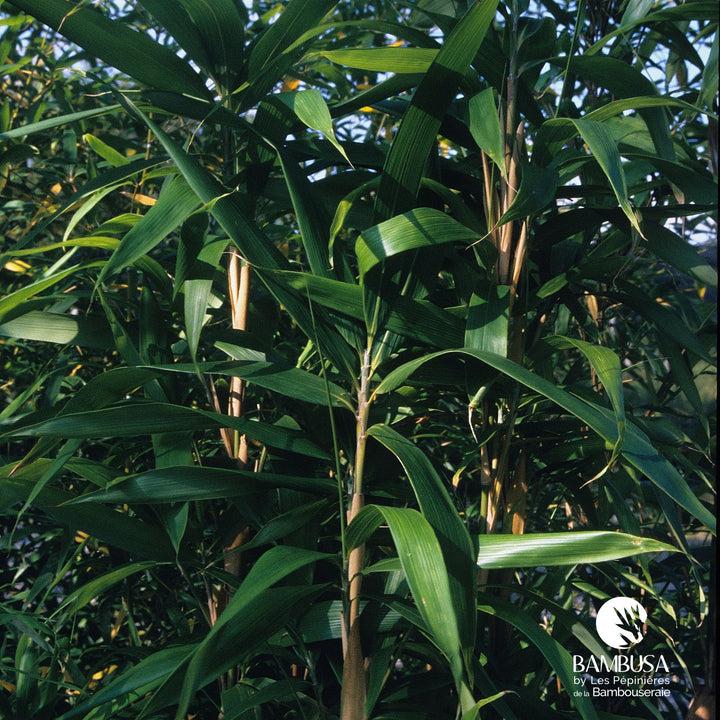 Indocalamus latifolius — hauteur adulte : 1 à 2,5 m