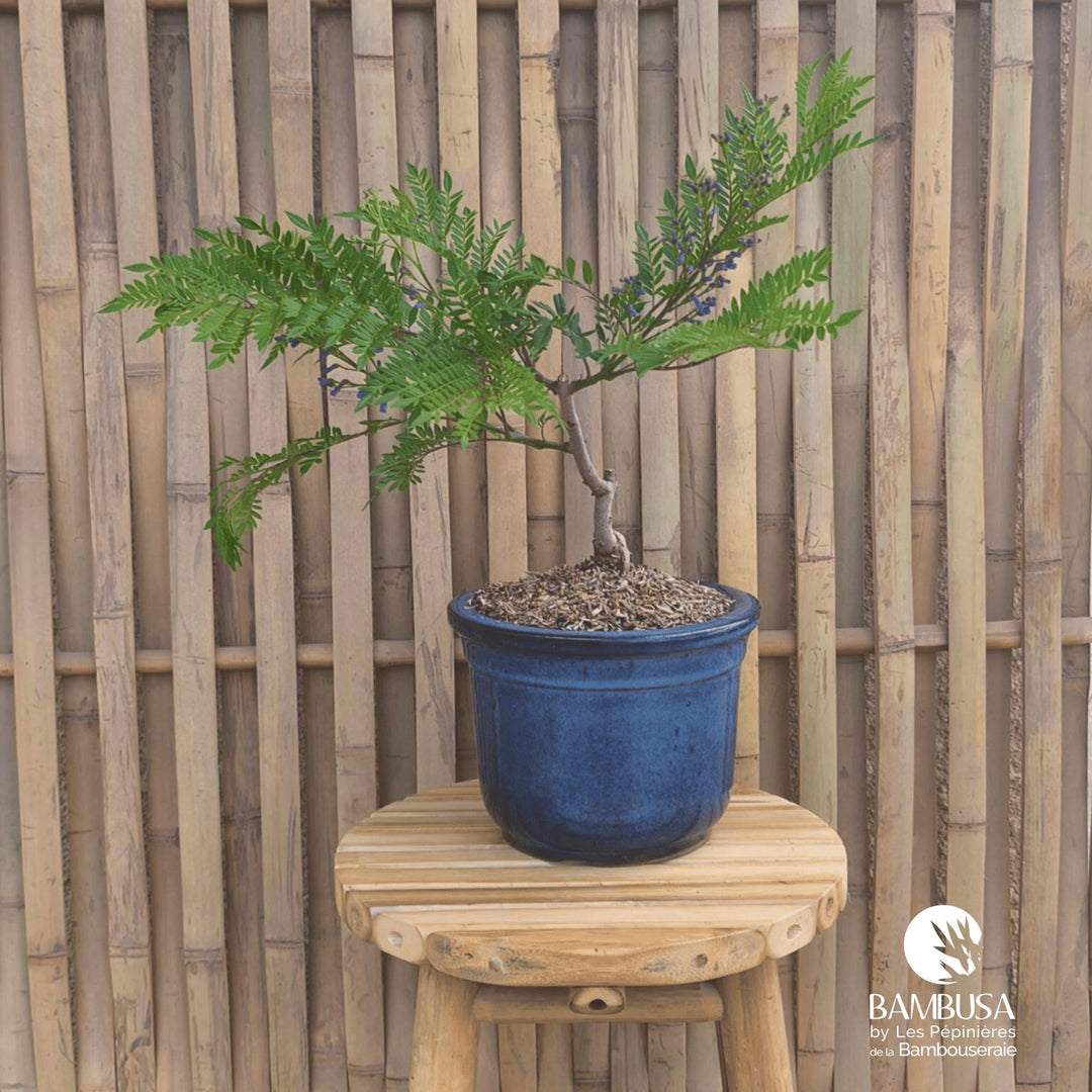 Jacaranda mimosifolia &