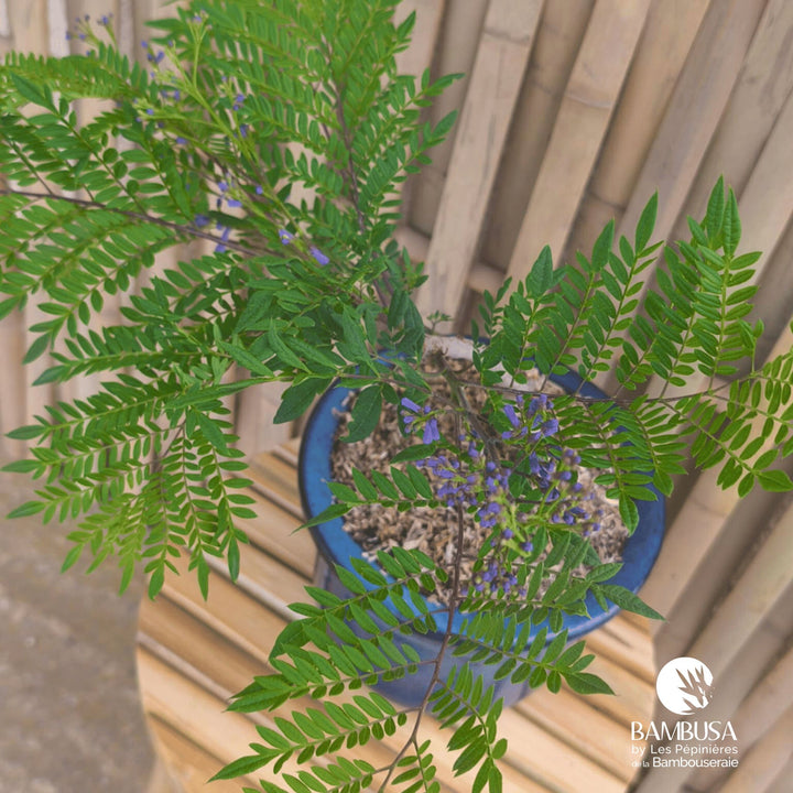 Jacaranda mimosifolia &