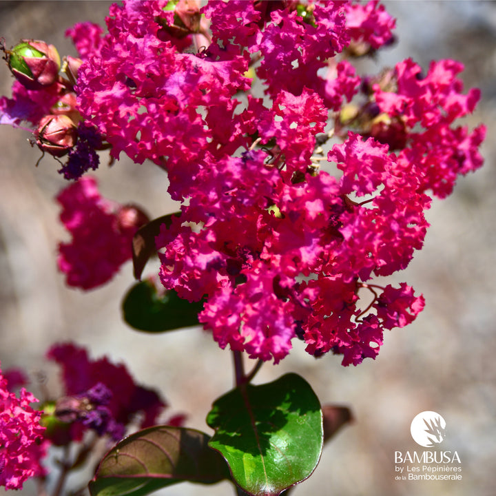 Lagerstroemia &