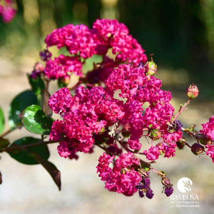 Lagerstroemia &