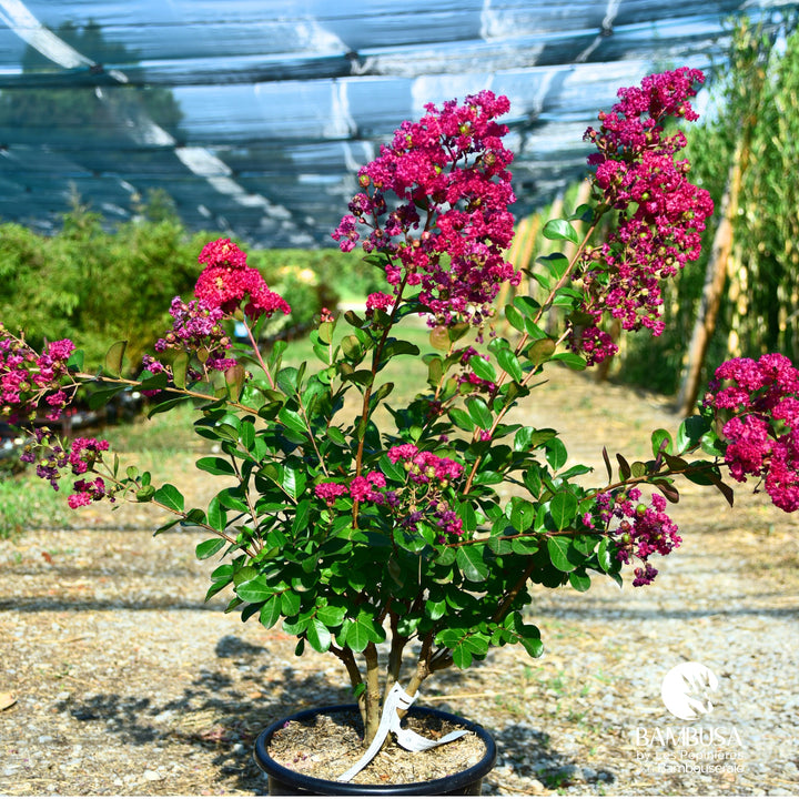 Lagerstroemia &