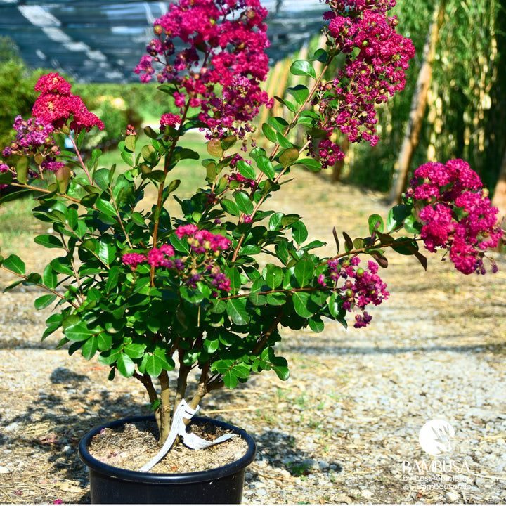 Lagerstroemia &