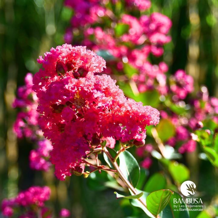 Lagerstroemia &