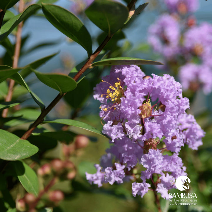 Lagerstroemia &