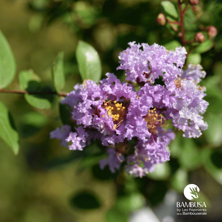Lagerstroemia &