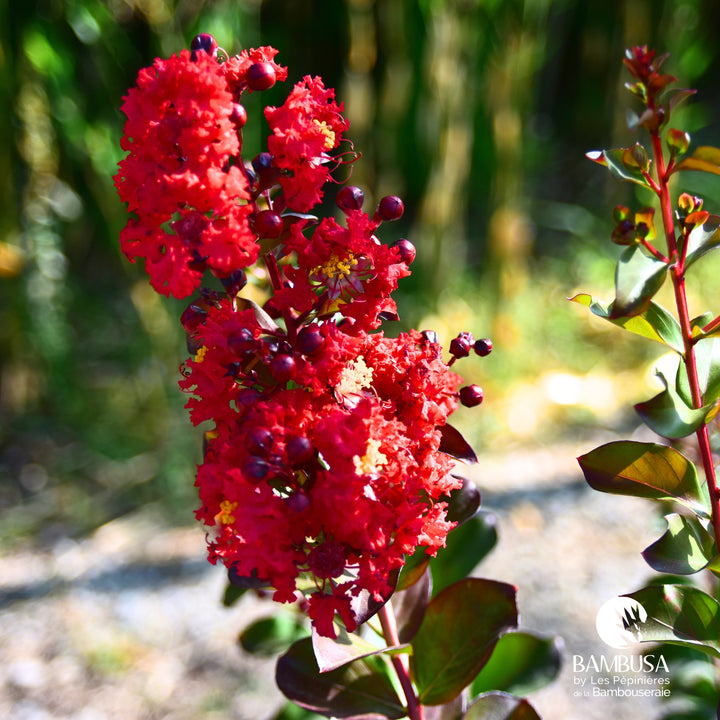 Lagerstroemia &