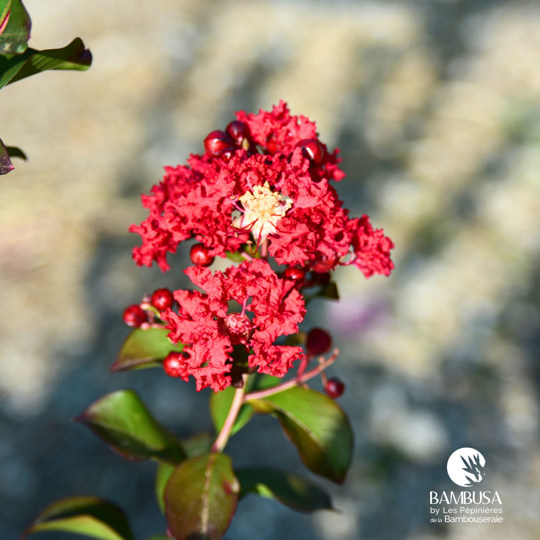 Lagerstroemia &